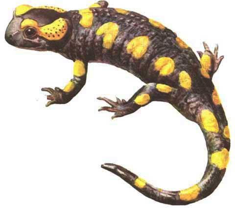 ORDEM URODELA (salamandra e tritões)