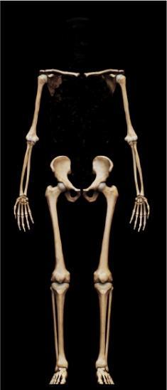 pescoço -ossos do tronco ( tórax e abdome) 2.