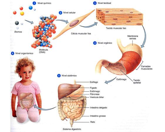 Assim, no nosso corpo, existem muitos tipos de células, com diferentes formas e funções.