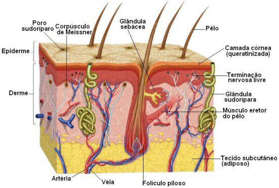O tecido epitelial também forma as glândulas estruturas compostas de uma ou mais células que fabricam, no nosso corpo, certos tipos de substâncias como hormônios, sucos digestivos, lágrima e suor.