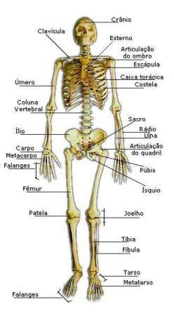 O esqueleto humano é uma estrutura articulada, formada por 206 ossos. Apesar de os ossos serem rígidos, o esqueleto é flexível, permitindo amplos movimentos ao corpo graças a ação muscular.