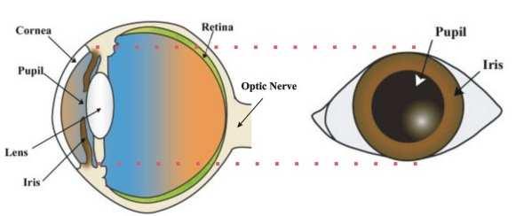 TÚNICAS ou CAMADAS Pupila Íris Fibrosa (externa) córnea e esclera
