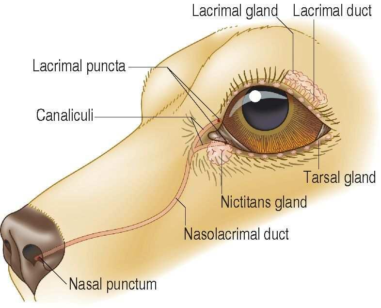 Ductos lacrimais Glândulas tarsais fórnice inferior terceira pálpebra Glândula