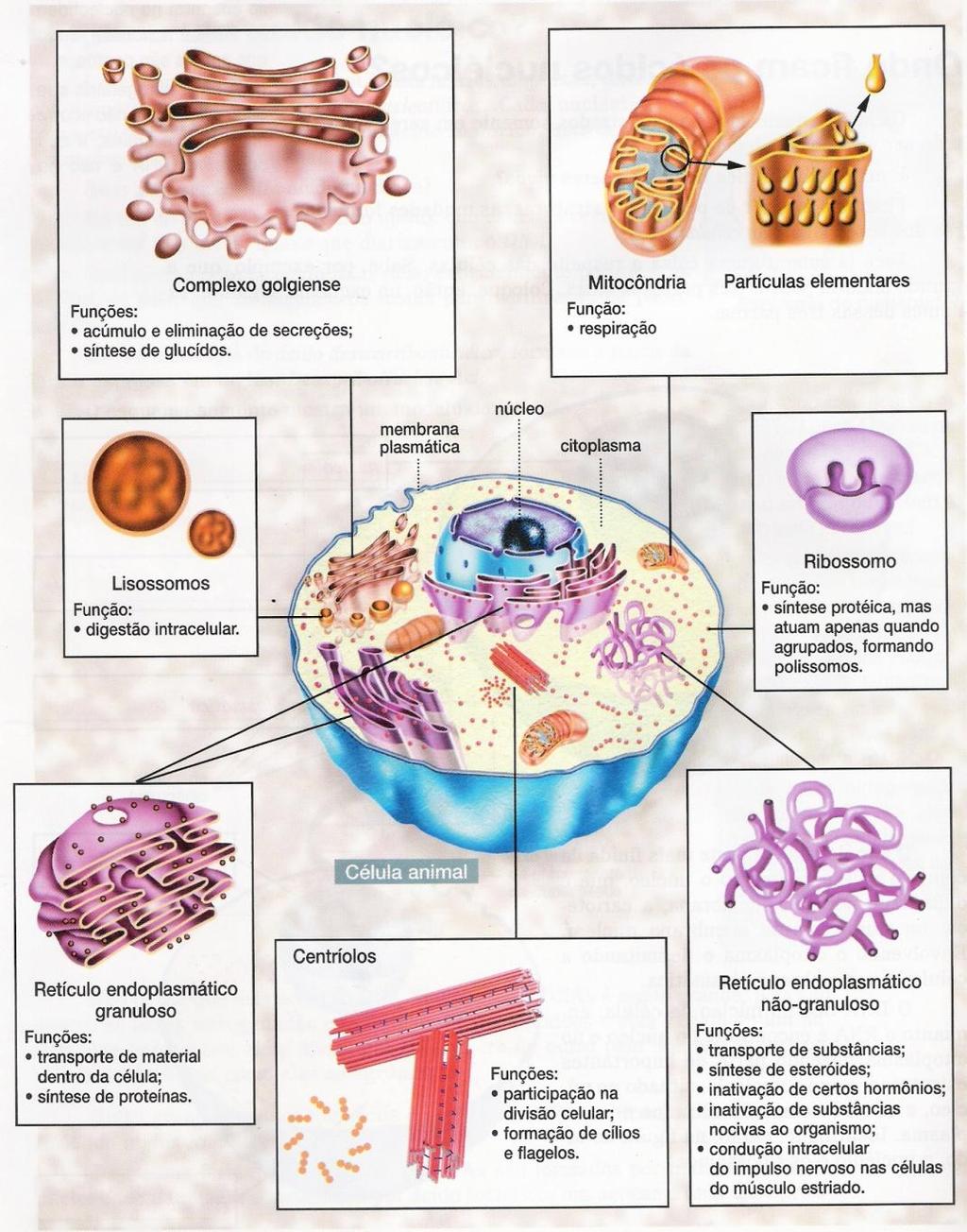 As organelas celulares Complexo de