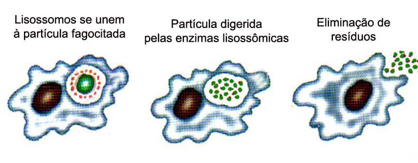 Digestão intracelular Célula fagocita partícula
