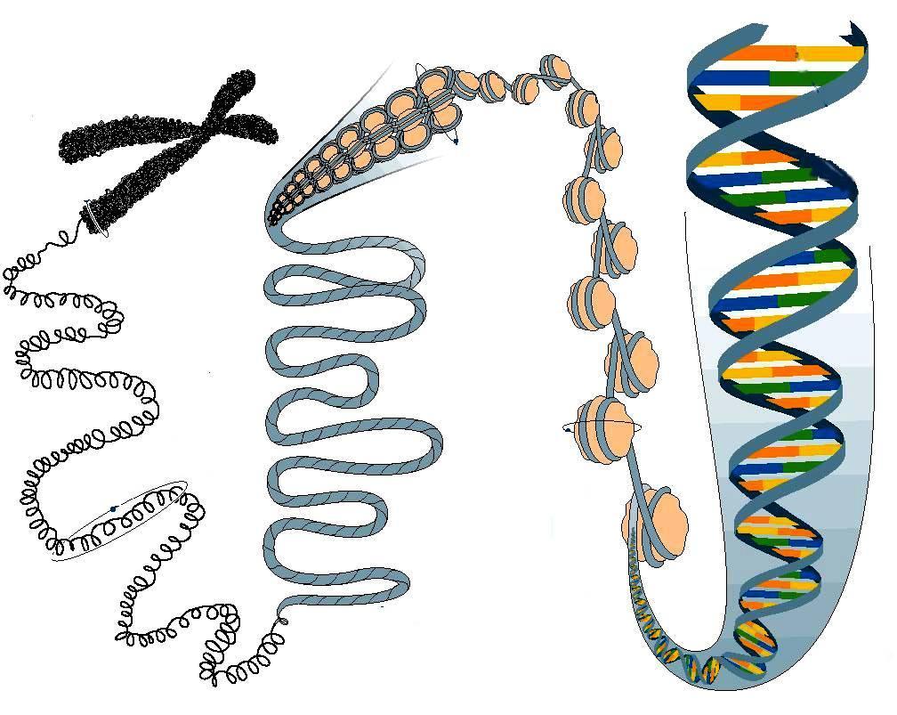 Diferença entre DNA, cromossomo e