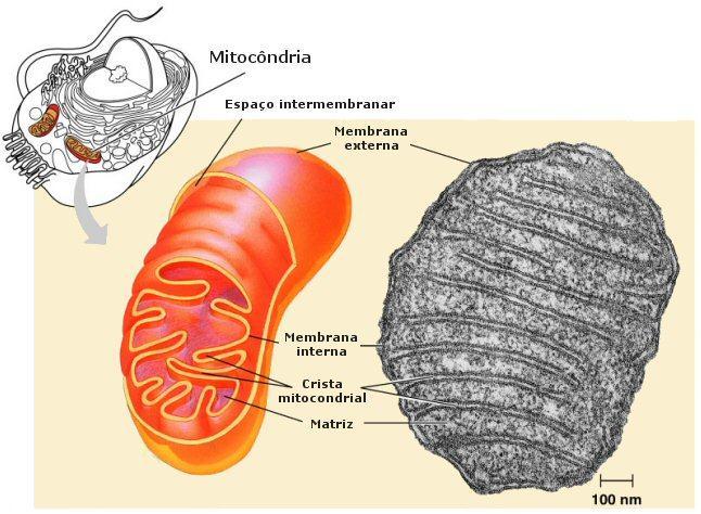 Mitocôndria 1. As mitocôndrias são pequenos bastonetes membranosos (condrioma conjunto de mitocôndrias). 2. Respiração celular aeróbia.