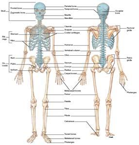 Axial Crânio Coluna Vertebral (vértebras, sacro, cóccix)