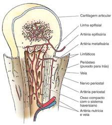 As artéria entram nos ossos a partir do periósteo.