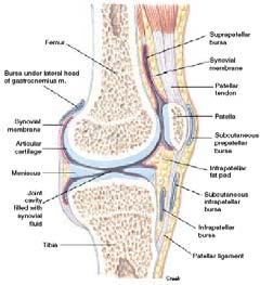 Artrologia Parte da anatomia que estuda a união entre as estruturas do sistema ósseo. Articulação Local de união ou junção entre 2 ou mais ossos ou parte de ossos do esqueleto.