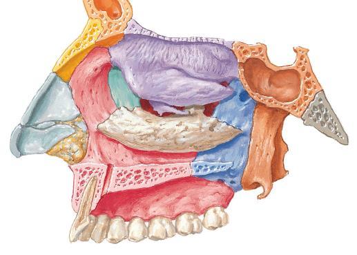 Viscerocrânio (14 ossos) 2 zigomáticos 2 maxilas 2 nasais 2 lacrimais