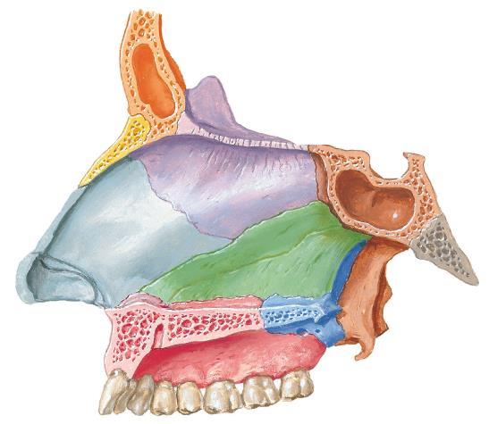 Vista medial do hemicrânio (cavidade nasal com septo) 21 5 4 6 20 7 8 1 3 2 15 19 18 14 16 17 11 12 10 13 9 1- Lâmina perpendicular do etmoide 2- Vômer 3- Septo nasal ósseo 4- Septo nasal