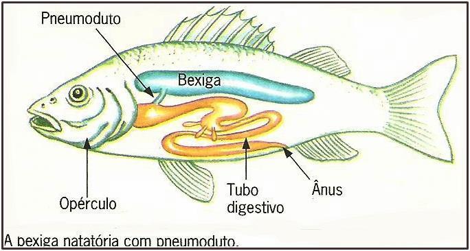Maiorias dos peixes ósseos possuem bexiga natatória: Saco