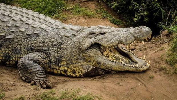 2) crocodilianos