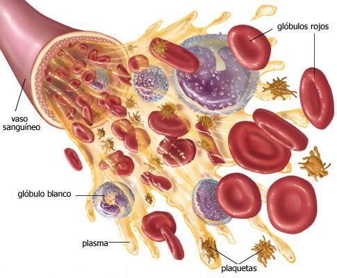 2.5 Tecido sanguíneo Matriz extracelular abundante e líquida. Poucas células.