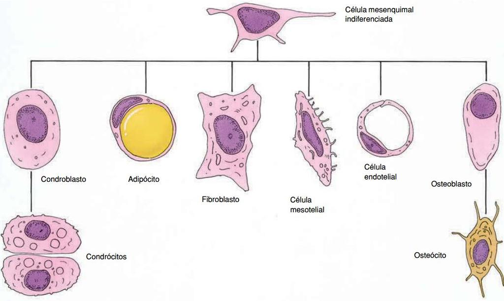 extracelular Apresenta