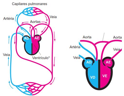 Características Gerais Sistema circulatório Cobras, lagartos e tartarugas Circulação de réptil nãocrocodiliano Coração de um
