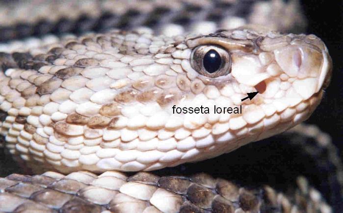 Fosseta loreal é um órgão presente nas serpentes da família Viperidae, subfamília Crotalinae e na