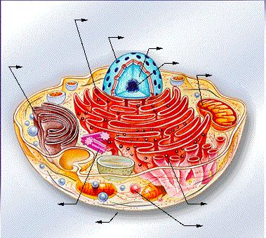 Complexo de Golgi Ergatoplasma Carioteca Cromatina Nucléolo