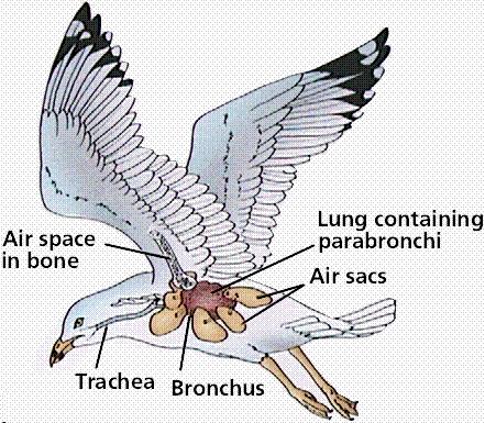Classe Aves Possuem sistema digestório completo (sem dentes) A respiração é pulmonar.