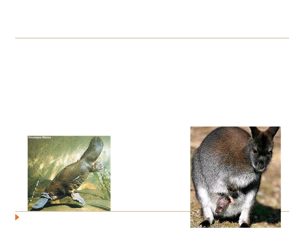 Classificação dos Mamíferos Os mamíferos estão classificados em 3 grupos: Monotremata mamíferos primitivos, ovíparos, e não apresentam mamilos Um