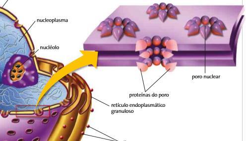Núcleo Membrana nuclear: Constituída por duas lamelas (externa e interna), entre