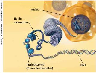 Núcleo Cromossomos: São corpúsculos em forma de