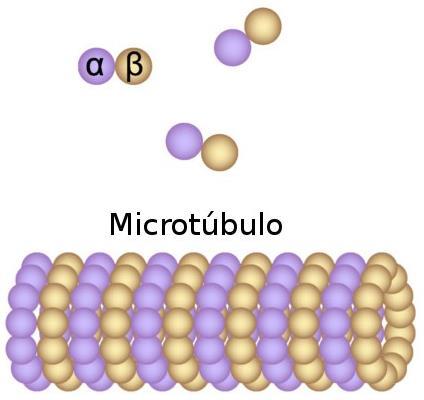Citoplasma Microtúbulos: São um polímero formado de