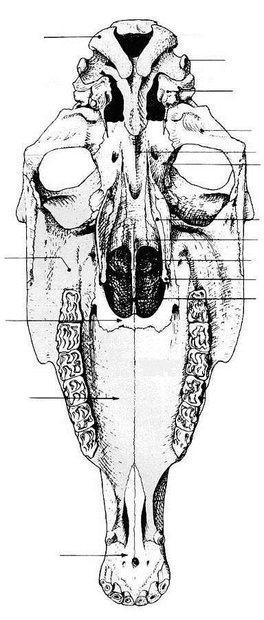 -29- OSSO DA CABEÇA (crânio e face) DO EQUINO Forame Magno do occipital Côndilo do Occipital Processo jugular Meato Acústico externo Bulha Timpânica Osso temporal Osso