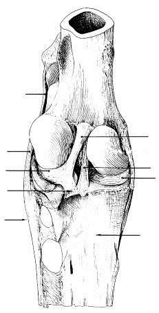 Classificação: Condilar Movimentos: extensão, flexão, abdução e adução Ligamento femuropatelar lateral Ligamento Colateral