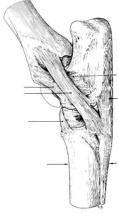 ARTICULAÇÕES SINOVIAIS -56- ARTICULAÇÃO TÁRSICA Ligamento colateral lateral curto Ligamento colateral lateral longo