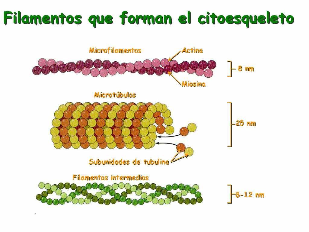 Citoesqueleto Estabelece, modifica, e mantém a forma da célula.