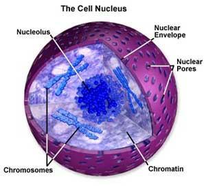 NÚCLEO Contém os cromossomos e é separado do citoplasma por membranas duplas
