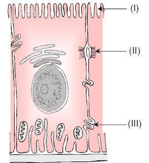 Glicocálix => revestimento externo à membrana de células animais, formada por açúcares
