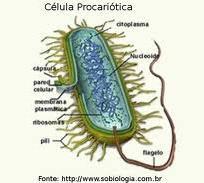 Células procariontes Pobreza de membranas (somente a membrana