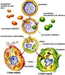 As Células Eucariontes Ricas em membranas Morfologicamente: => Citoplasma, envolvido pela