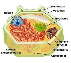 Complexo Golgiense Centríolos Mitocôndria