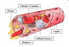 TIPOS DE TECIDOS CONJUNTIVOS SANGUÍNEO Formado pelas seguintes células: glóbulos vermelhos (as hemácias ou eritrócitos transporte de gases); glóbulos brancos (leucócitos -