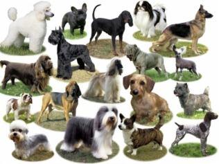 Raças Caninas A maioria das raças caninas resultam da seleção exercida pelas nossas