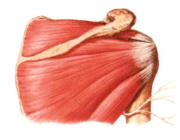 Músculos do Cíngulo Escapular ao Úmero Supraespinal Infraespinal Infra-espinhal Infraespinal Supra-espinhal Inserção I.P.