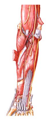 Músculos do Antebraço Vista anterior Camada superficial Camada intermediária Camada profunda Braquial + Supinador +