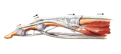 Extensor dos dedos I.P.: epicôndilo lateral do úmero Músculos Extensores Extrínsecos dos Dedos Extensor do dedo mínimo I.P.: epicôndilo lateral do úmero Extensor do Indicador I.P.: Superfície posterior da ulna (1/3 distal) I.