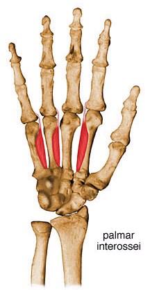 Músculos Intrínsecos dos Dedos Os interósseos Os
