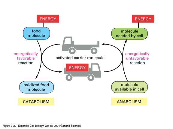 Catabolismo Anabolismo