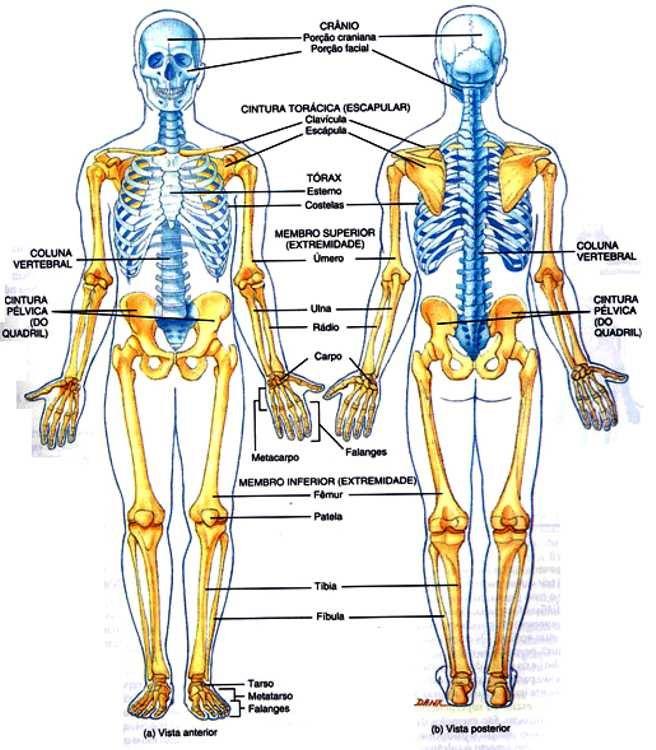 DIVISÃO DO ESQUELETO Esqueleto Axial (eixo do corpo)- Composta pelos ossos da cabeça, pescoço e do tronco( coluna vertebral), formando o eixo do corpo tórax e abdome.