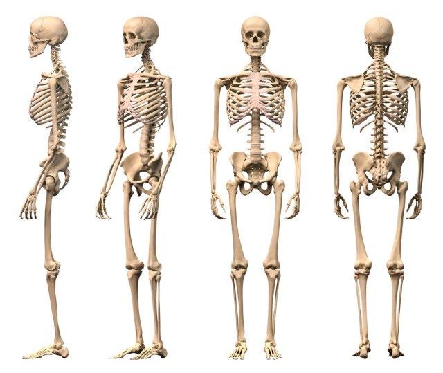 NÚMERO DE OSSOS Membro Superior 32 ossos (Cintura Escapular 2, Braço 1 Antebraço 2, Mão 27)