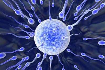 Espermatozoides/óvulos:células sexuais responsáveispelo processo de reprodução. Neurônios (céls.