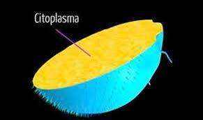 Célula animal Citoplasma