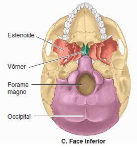 craniana) Parietal