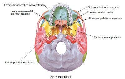 Pares bilaterais: maxilas, conchas nasais